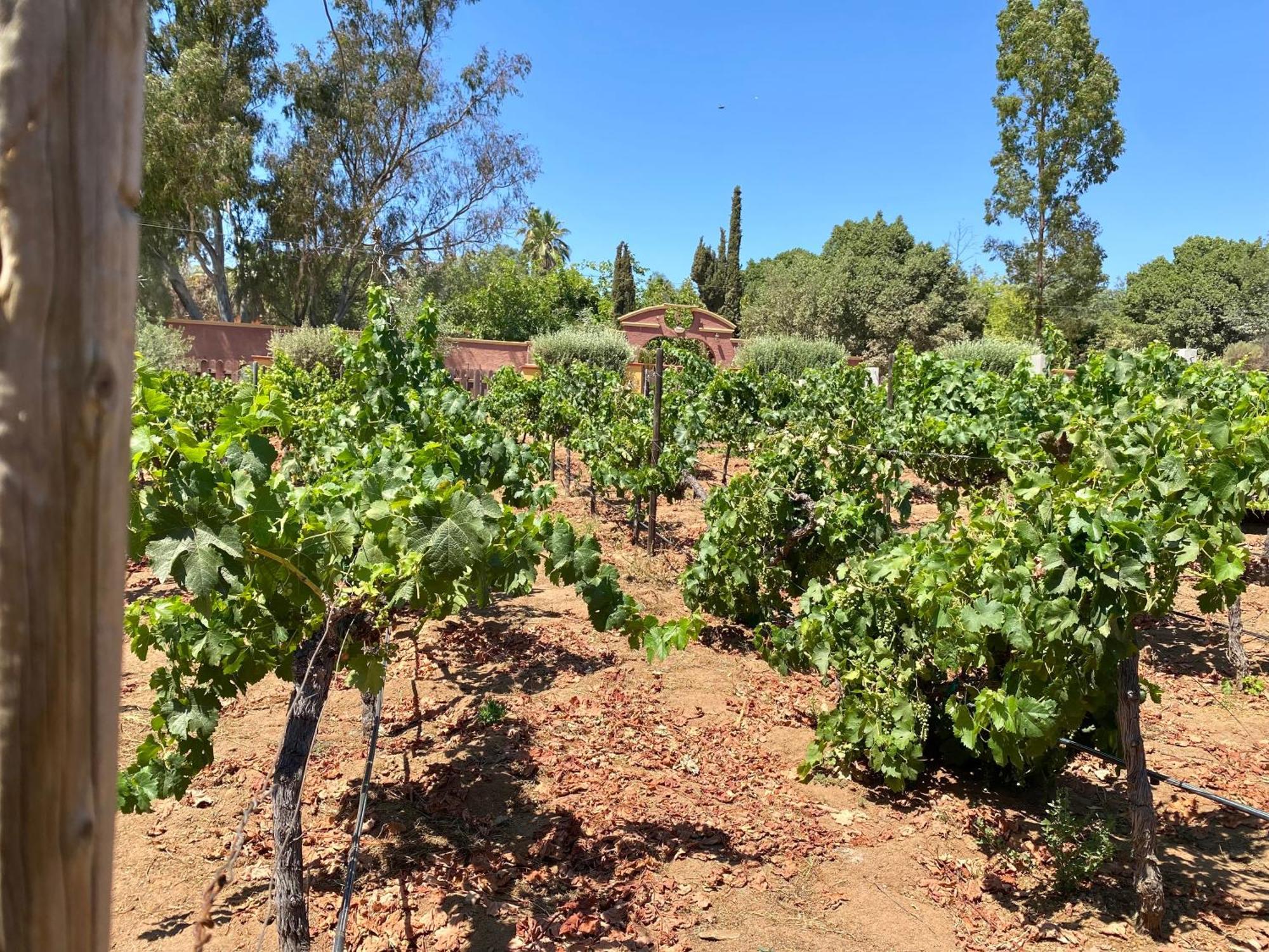 瓜达鲁佩镇 Tierra Mia Hacienda Ruta Del Vino酒店 外观 照片