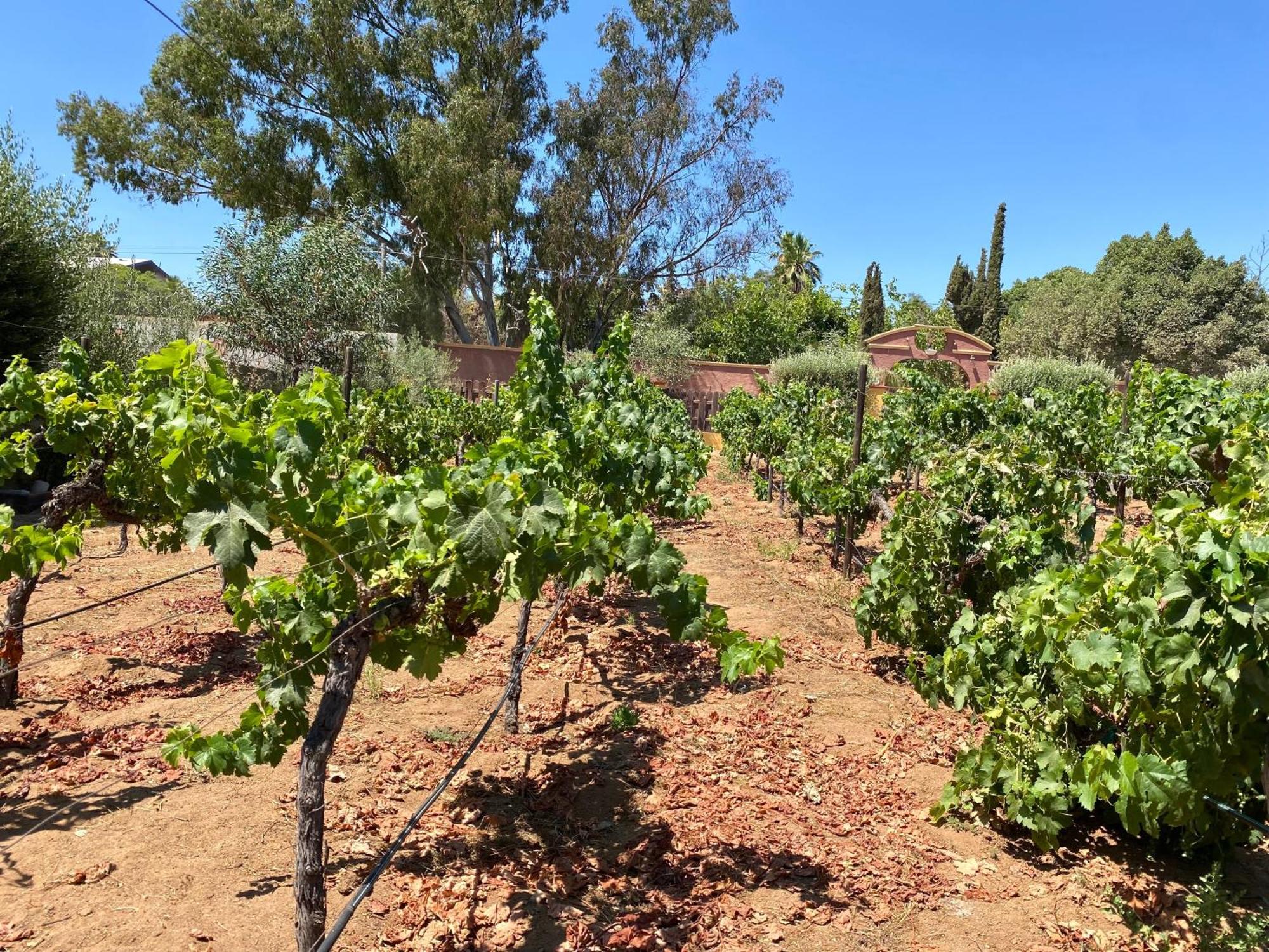 瓜达鲁佩镇 Tierra Mia Hacienda Ruta Del Vino酒店 外观 照片